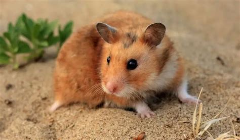 How Long Do Syrian Hamsters Live In Captivity Real Facts