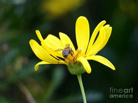 Honey Bee Pollinating A Yellow Daisy Photograph By Jessica Foster
