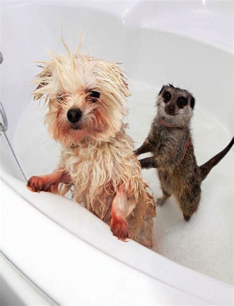 25 Impossibly Cute Animals Taking A Bath Inspiremore Cute Animals