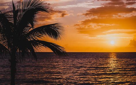 Download Wallpaper 2560x1600 Palm Sea Sunset Surf Horizon Sky Clouds Widescreen 1610 Hd