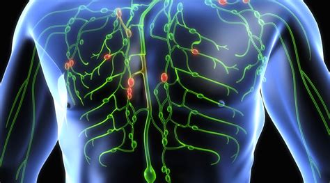 How To Naturally Cleanse The Lymphatic System To Fight Chronic Disease