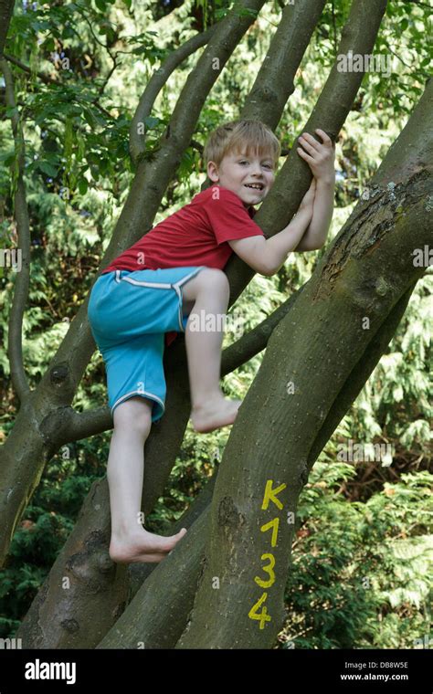 Young Boy Climbing A Tree Stock Photo Alamy