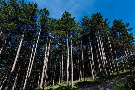 Pine Forest Under The Blue Sky In The Mountains Stock Photo Image Of