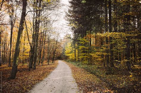 Road Trough Forest In Autumn With Yellow Leaves By Stocksy