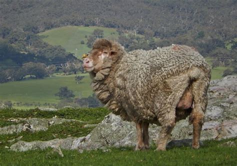 Mulesing as i know it, is an operation done on merino (and probably other breeds) lambs to help prevent them becoming flyblown when. Opposition to freeze branding alternative to mulesing ...