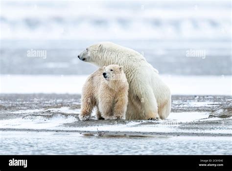 Polar Bear Mother And Cub Ursus Maritimus In Kaktovik Alaska Stock