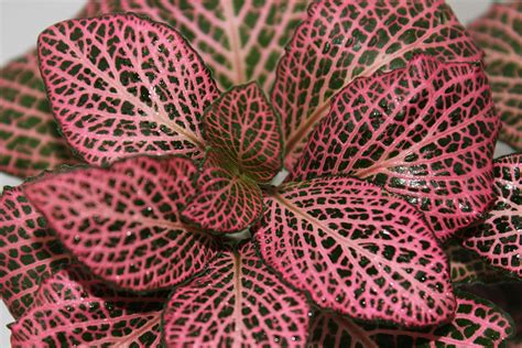 Fittonia House Plant Care Guide And Pictures A Creeping Plant With