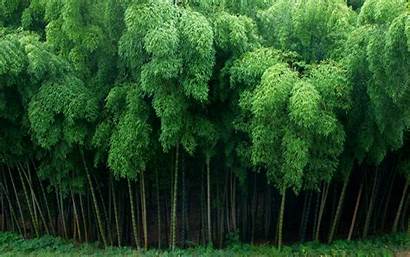 Bamboo Trees Forest Tree Background China