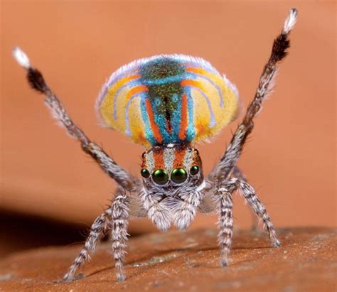 Wave Your Hands In The Air And Dance Like The Peacock Spider Geek Slop