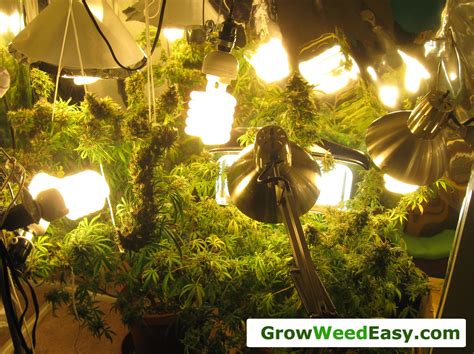 What kind of lights are used for growing weed. Easy Beginner Grow Cannabis Guide w/ CFL Grow Lights | How ...