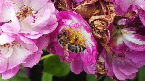 Ich hatte mal ein ähnliches problem und die örtliche feuerwehr hat mich sehr gut beraten. Bienen im Garten beheimaten - Gartenzeitung.com