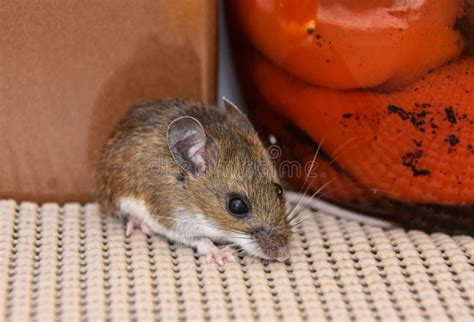 Close Up View Of A Wild Gray House Mouse In A Kitchen Cabinet With Food