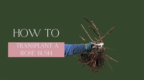 Transplanting A Rose Bush Youtube