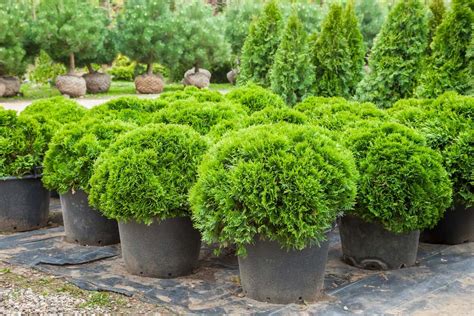 15 Small Dwarf Evergreen Trees For Zone 9