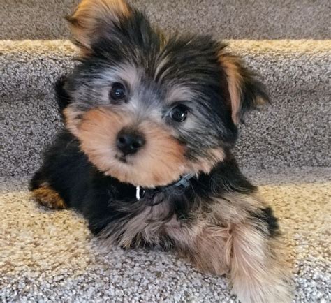 Spencer My 10 Week Old Yorkie Pup 🐶💙💕 Adorable Cute Animals Tiny