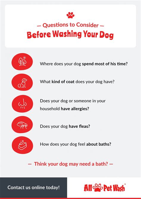How Often Should You Wash Your Dog All Paws Pet Wash