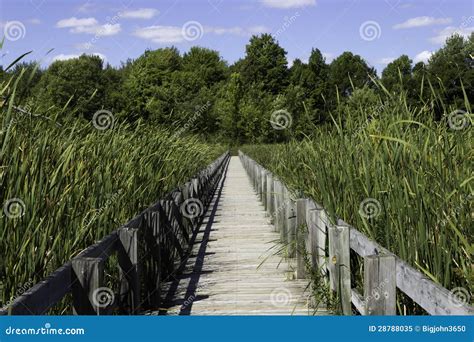 Boardwalk Over The Marsh Stock Image Image Of Wood Walkway 28788035