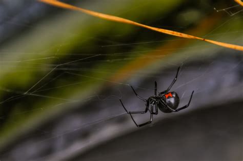 Difference Between A Black And Brown Widow Spider Drive Bye Pest