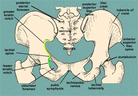 The use of palpation to diagnose musculoskeletal dysfunction is commonly taught within osteopathy and other manual therapies. Palpation MT Aug/14 at Palmer College of Chiropractic West ...