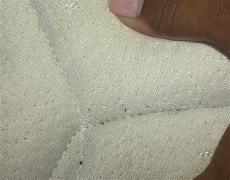 Images Of Bed Bugs On A Mattress Utopia Zippered Bed Bug Proof