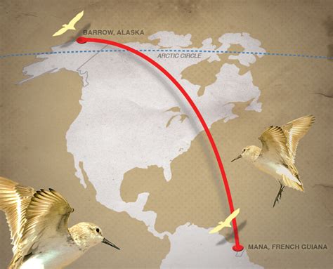 One Bird 6000 Mile Migration News University Of Alaska Anchorage