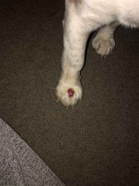 There Is A Red Blister On My Dogs Right Paw And It Is Increasing In