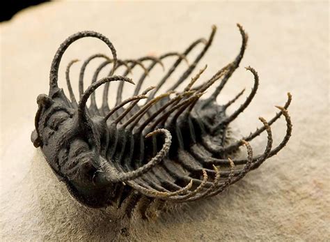 Well Preserved Trilobite Specimen From Morocco That Lived During The
