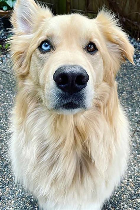 10 Golden Retriever Mixes You Need To See To Believe Daily Paws