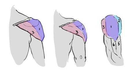 How To Draw The Shoulders From The Front Back And Arms Raised