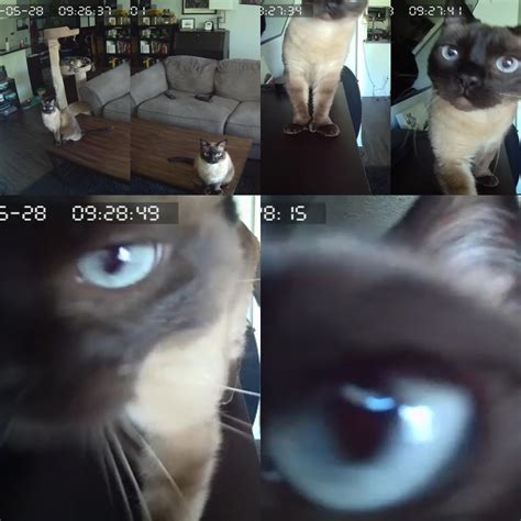 Set Up An Ip Camera To Watch My Cats From Work For The First Time Today