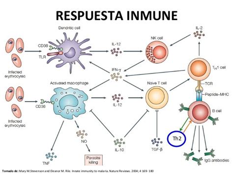 Biologia Respuesta Inmune