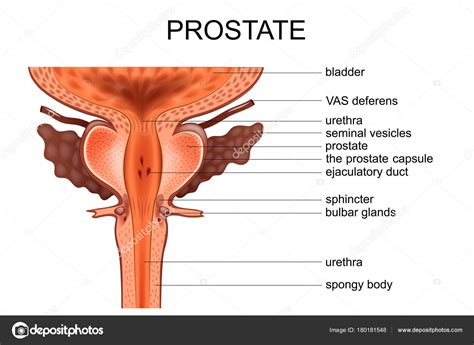Anatomy Of The Prostate Stock Vector Image By Artemida Psy