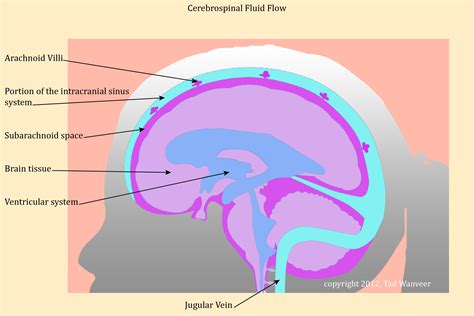 Cerebrospinal Fluid Pathway