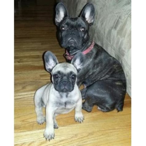 Take your puppy home today! French Bulldog puppy dog for sale in Peoria, Illinois