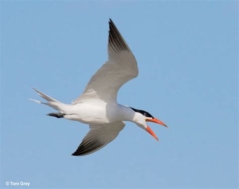 Caspian Tern Id Facts Diet Habit And More Birdzilla