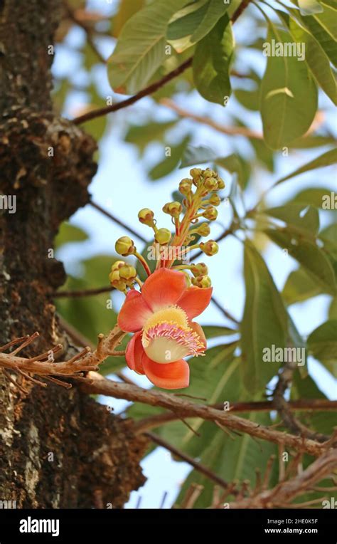 Beautiful Sal Flower Or Shorea Robusta Blossoming On The Tree Stock
