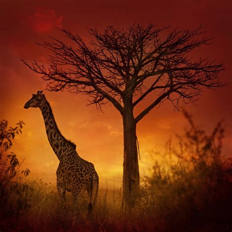 Wild Sunset Wildlife Photography African Animals Photography