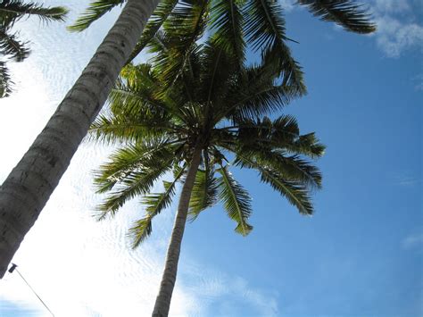 Free Stock Photo Of Looking Up At Palm Trees In The Blue Sky