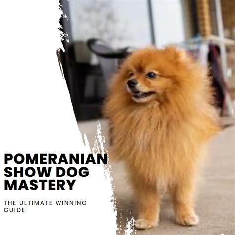 Pomeranian Show Dog Mastery The Ultimate Guide By Experts