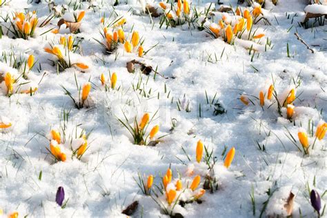 Crocus Flowers In Snow Stock Image Colourbox