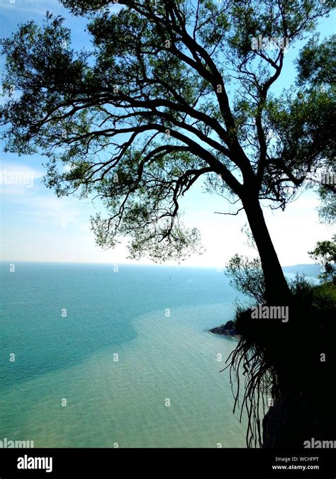 Tree On Edge Cliff Hi Res Stock Photography And Images Alamy