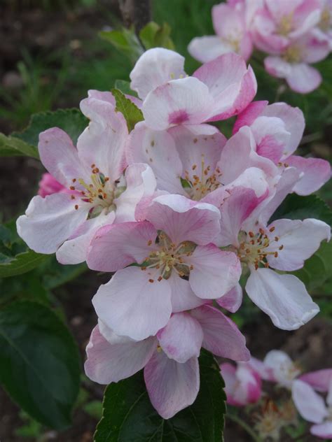 Herefordshire Russet Flower2 Walcot Organic Nursery