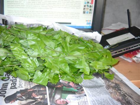 Ubi keledek ungu atau kuning mana yang lebih berkhasiat. KENALI POKOK SAYANGI POKOK: MASAK LEMAK DAUN CEMPERAI DAN ...