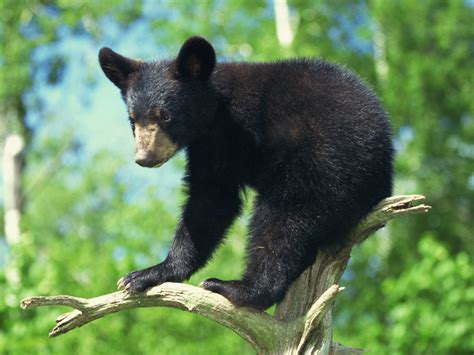 fossil huntress ursavus black bear cub