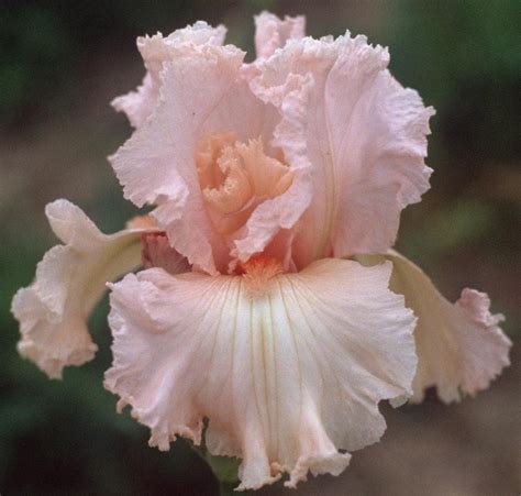 Bearded Iris Califlora Pink Attraction Reblooming Bearded Iris