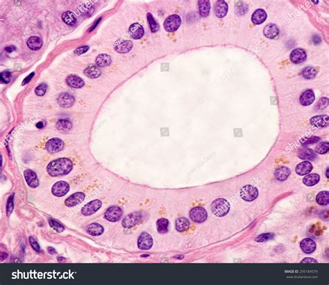 Simple Columnar Epithelium Excretory Duct SalivaryẢnh Có Sẵn295184579