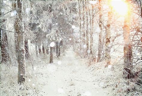 Laeacco Winter Snowy Forest Backdrop Vinyl 10x8ft