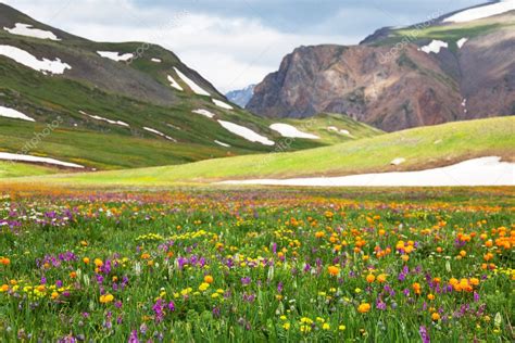 Mountain Meadow Stock Photo By ©kamchatka 3725649
