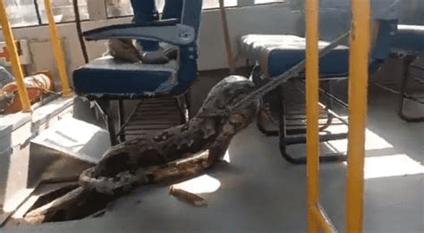 بالفيديو ثعبان عملاق يفاجئ طلابا في حافلة مدرسية
