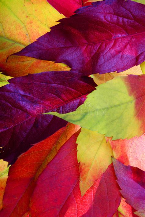 Maple Leaves Mixed Fall Colors Background Stock Photo Image Of